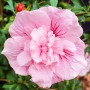 Саженцы гибискуса Пинк Шифон (черенкованный) - 1-летний