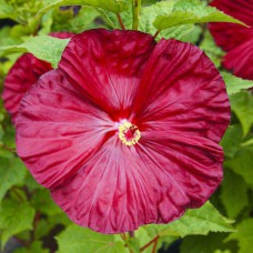 Саджанці гібіскусу Роберт Флеммінг (черенкований) - 1-річний