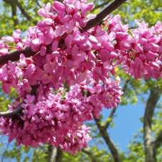 Саджанці церцису Європейський (черенкований) - 1-річний