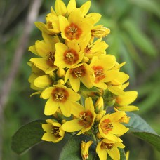 Саджанці вербозілля Петарда (черенкований) - 1-річний