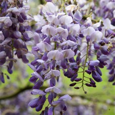 Саджанці гліцинії Аметист (черенкований) - 1-річний