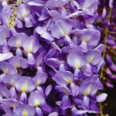 Саджанці гліцинії Фіолетовий Захід (черенкований) - 1-річний