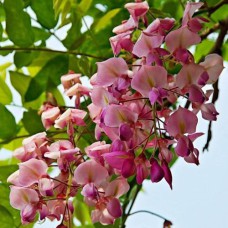 Саджанці гліцинії Рожева (черенкований) - 1-річний