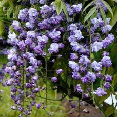 Саджанці гліцинії Віолацеа Плена (черенкований) - 1-річний