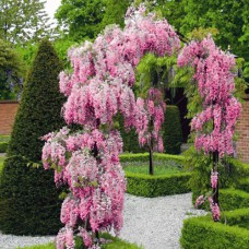 Саджанці гліцинії Вістерія Розеа (черенкований) - 1-річний