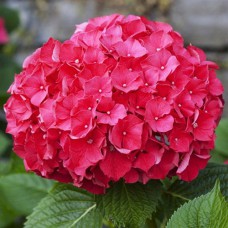 Саджанці гортензії Альпенглюхен (черенкований) - 1-річний