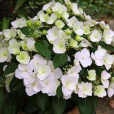 Саджанці гортензії Ампельна (черенкований) - 1-річний