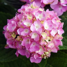 Саджанці гортензії Бейлмер (черенкований) - 1-річний