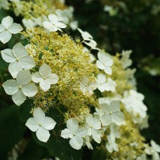 Саджанці гортензії Бретшнейдера (черенкований) - 1-річний
