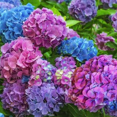 Саджанці гортензії Букет Роз (черенкований) - 1-річний