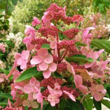 Саджанці гортензії Дарума (черенкований) - 1-річний