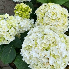 Саджанці гортензії Флоренція (черенкований) - 1-річний