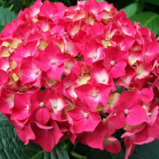 Саджанці гортензії Форевер енд Евер Ред (черенкований) - 1-річний