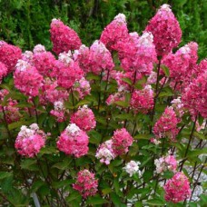 Саджанці гортензії Фрамбозін (черенкований) - 1-річний