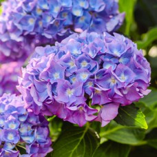 Саджанці гортензії Гідрангея (черенкований) - 1-річний