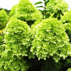 Саджанці гортензії Лайм Лайт (волотиста) (черенкований) - 1-річний