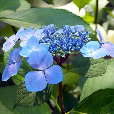 Саджанці гортензії Марієса Перфекта Блу (черенкований) - 1-річний