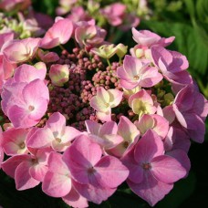 Саджанці гортензії Мессаліна (черенкований) - 1-річний