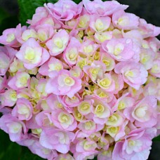 Саджанці гортензії Нувола (черенкований) - 1-річний