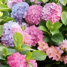 Саджанці гортензії Оріджинал (черенкований) - 1-річний