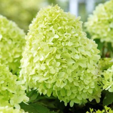 Саджанці гортензії Пандора (черенкований) - 1-річний