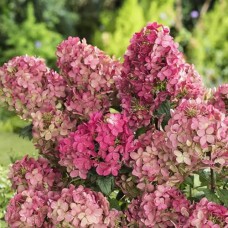 Саджанці гортензії Панфлора (черенкований) - 1-річний