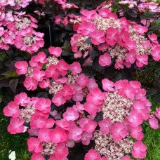 Саджанці гортензії Пильчиста Дардевіл (черенкований) - 1-річний