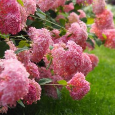 Саджанці гортензії Пінк Анабель (черенкований) - 1-річний