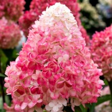 Саджанці гортензії Пінк Енд Роуз (черенкований) - 1-річний