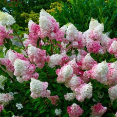 Саджанці гортензії Пінк Леді (черенкований) - 1-річний