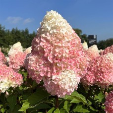 Саджанці гортензії Пінк Розе (черенкований) - 1-річний