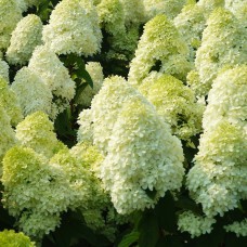 Саджанці гортензії Полар Бір (волотиста) (черенкований) - 1-річний