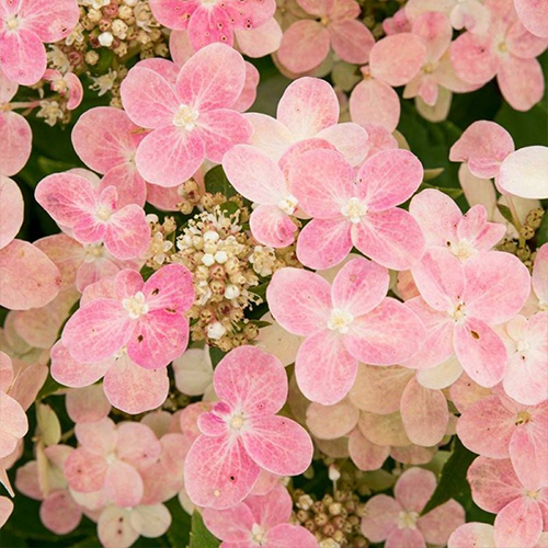 Саженцы гортензии Полистар (черенкованный) - 2-летний