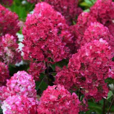 Саджанці гортензії Ренсам (черенкований) - 1-річний