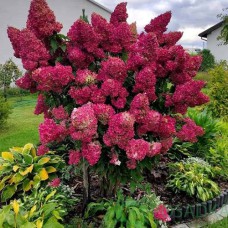 Саджанці гортензії Самарська (черенкований) - 1-річний