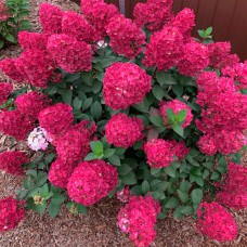 Саджанці гортензії Самарська Лідія (черенкований) - 1-річний