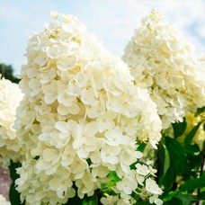 Саджанці гортензії Літній Сніг (черенкований) - 1-річний
