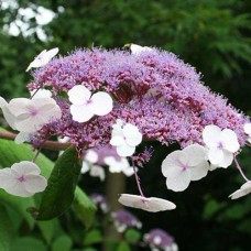 Саджанці гортензії Саржента (черенкований) - 1-річний