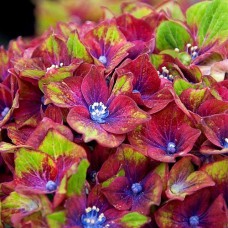 Саджанці гортензії Шлосс Вакербарт (черенкований) - 1-річний