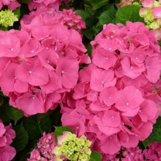 Саджанці гортензії Сибіла (черенкований) - 1-річний