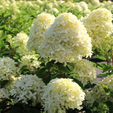 Саджанці гортензії Вайт Лай (черенкований) - 1-річний