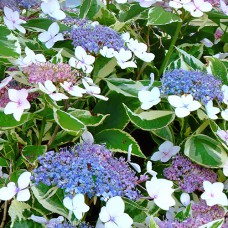 Саджанці гортензії Варієгата (черенкований) - 1-річний