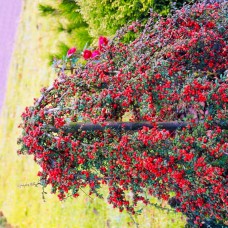 Саджанці декоративного кизильника на штамбі (привитий)