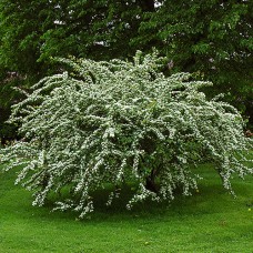 Саджанці кизильника Багатоквітковий (черенкований) - 2-річний