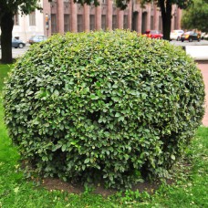 Саджанці кизильника Блискучий (черенкований) - 2-річний