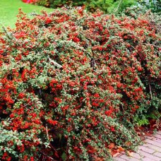 Саджанці кизильника Гібридний (черенкований) - 2-річний