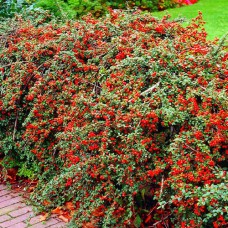 Саджанці кизильника Горизонтальний (черенкований) - 2-річний