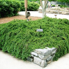 Саджанці кизильника Грунтопокривний (черенкований) - 2-річний