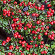 Саджанці кизильника Корал (черенкований) - 2-річний