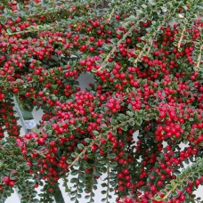 Саджанці кизильника Котонеастер Мультіфлорус (черенкований) - 2-річний